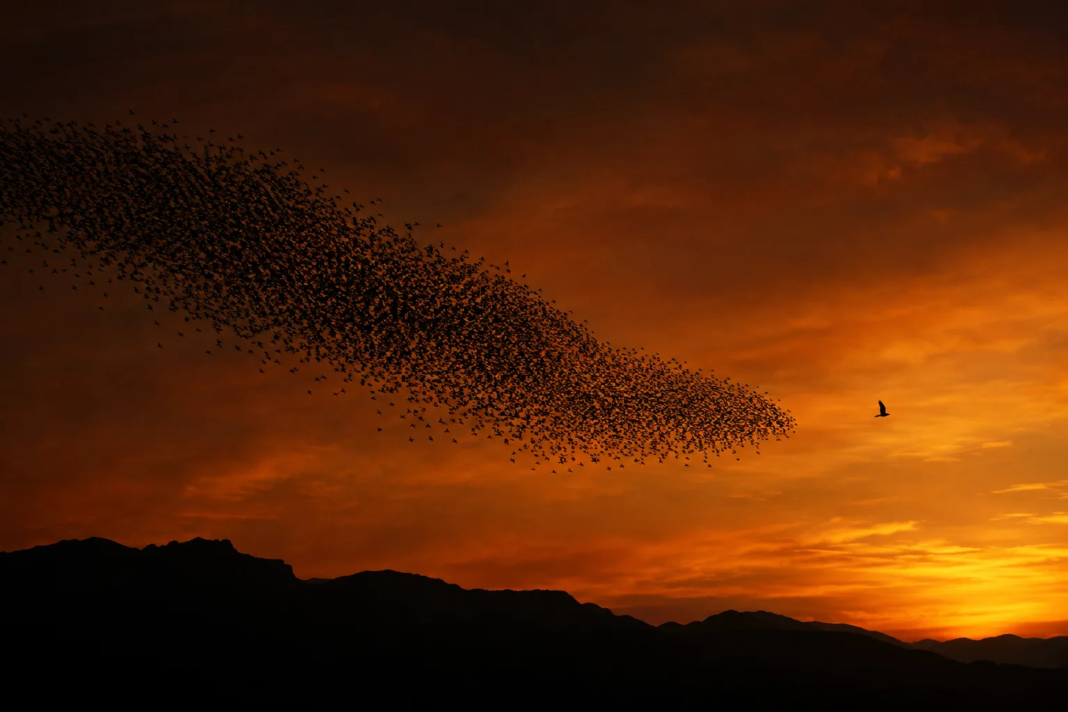 A murmuration of birds at dusk with a single bird breaking away toward the light