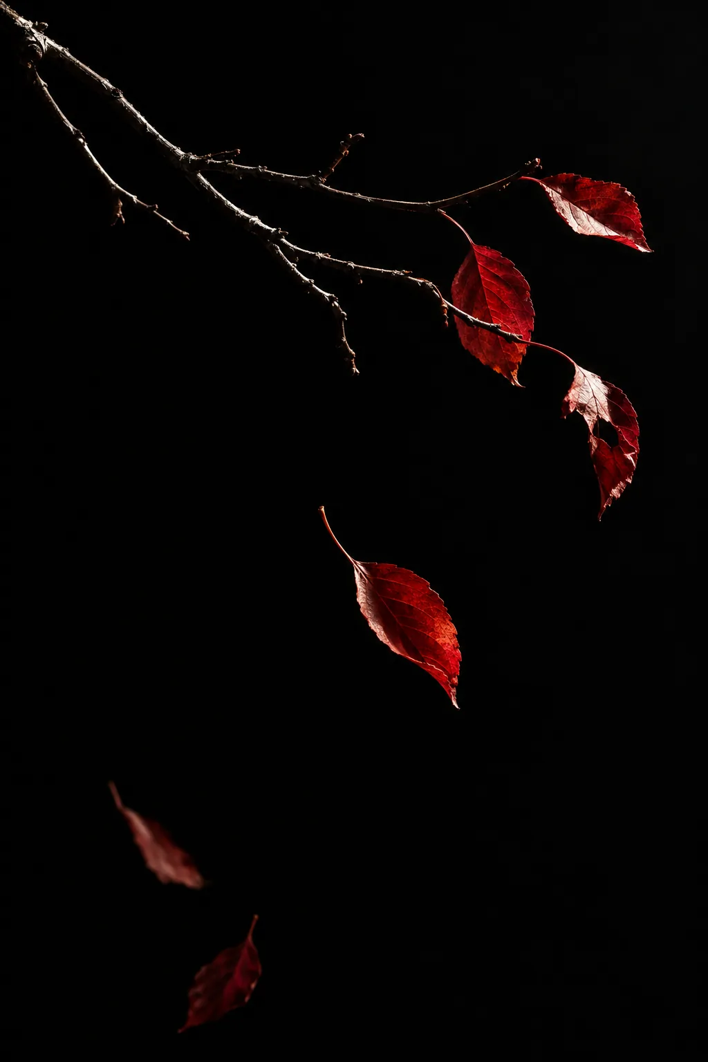 A bare branch on black letting go of its last crimson leaves